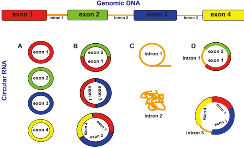 Figure 1. Circular RNAs generated by splicing. Model for how several different circular RNAs could be transcribed, in this case, from the same gene