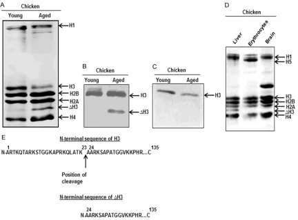 Figure 1. Observation of a N-terminally 23 amino acids cleaved H3 (∆H3) in chicken liver