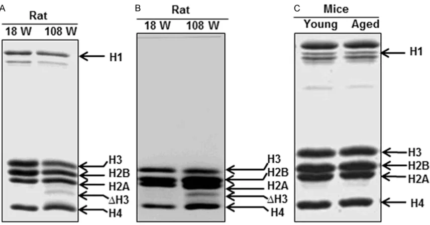 Figure 3. The ∆H3 immunoreacts to anti-H3K36me2 antibody similar to H3. (A) Total histones isolated from nuclei of liver of old chicken (CLH), erythrocytes of old chicken (CEH) and liver of old mice (MLH) were analysed by SDS-PAGE and stained with 0.1% coo