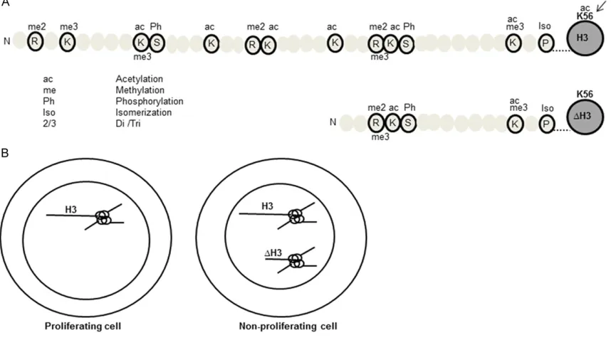 Figure 4. Assessment of cleavage in the post-translational modification free histone H3