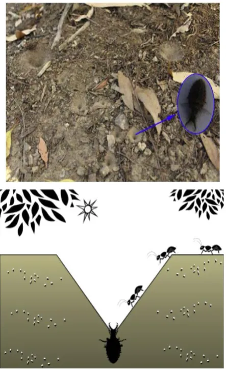 Fig. 3. Hunting nature of antlion [20].  