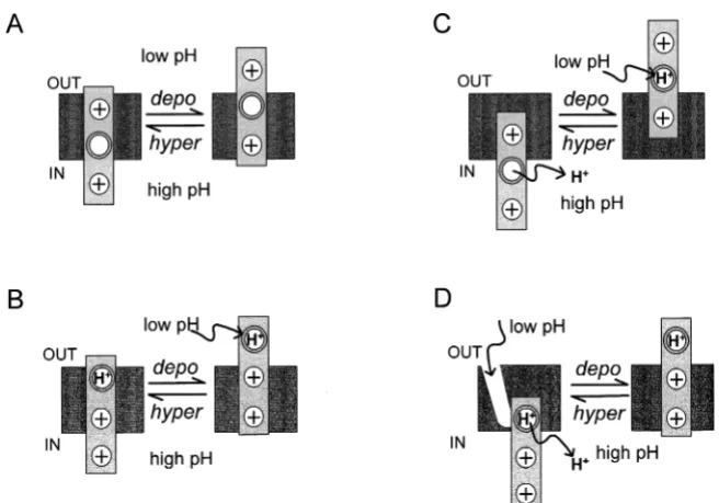 FIG. 10. Schematic diagram showing the possi-ble outcomes of titration of histidine replacing acharge in the voltage sensor