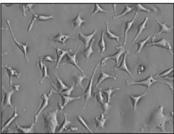 Figure 1. Image of amniotic  fluid cells grown in  Amniomax  media after 15 days (Gibco, USA) (  Magnification 400X).To double  check the results of MLPA obtained from the amniotic cells in the first day, they were grown and the experiment repeated with la