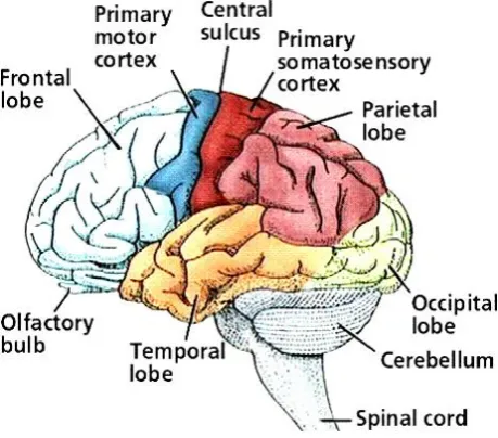 Fig 4:  Diagrammatic representation of the major parts of the brain[18]. 