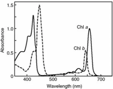 Fig. 1. The Absorption and Reflection Reactions of the Chlorophyll.  