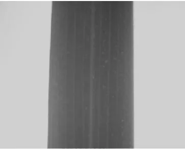 Fig. 5. The Rice Leaf Image Used in the Processing.  