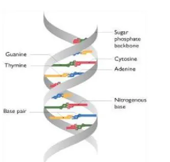 Figure 1. DNA Structure [10]