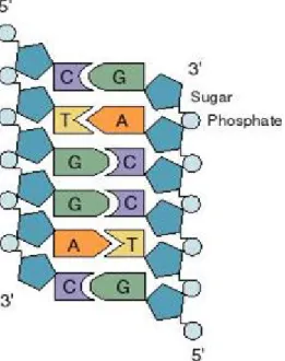 Figure 3. Nucleotide base pairing of strands [13]