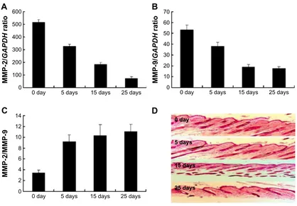Figure 1 The mrna expressions of MMP-2 and MMP-9 after depilation. Notes: Dorsal skin of the mice at 5, 15, and 25 days after depilation was homogenized and measured for MMP-2 and MMP-9