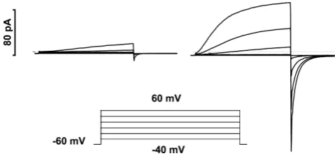 Figure 4. Agents that activate NADPH oxidase in phagocytesalso greatly enhance the opening of proton channelsIdentical families of pulses (inset) were applied to a human eosinophilbefore (left) and after (right) addition of PMA to the bathing solution.The 