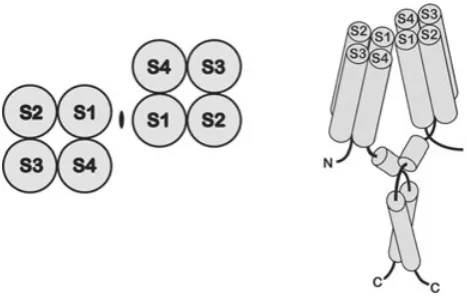 Figure 1. Topology of the voltage-gated proton channelVoltage-gated proton channels resemble the voltage-sensing domainmembrane in the plane of the page) is on the left, the side view on theright