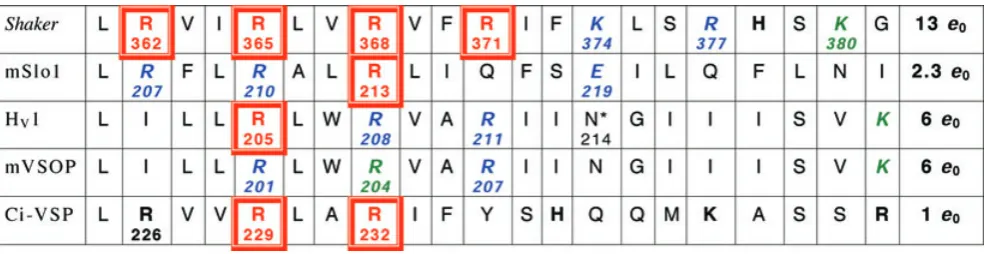 Table 3. S4 regions of voltage-gated K+ and H+ channels and a voltage-sensing phosphatase (VSP)