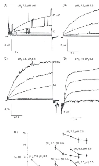 Figure 8(A-D) Effects of pHi on voltage-gated proton currents in an inside-out membranepatch from a rat alveolar epithelial cell