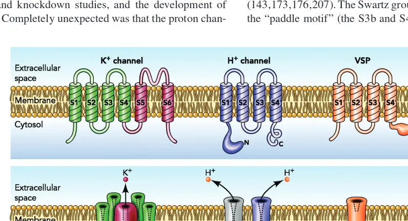 Figure 2Membrane topology of voltage-gated K+ channels (left), voltage-gated proton channels (center), andvoltage-sensitive phosphatases (right)