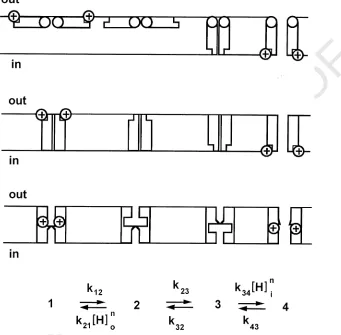 Fig. 5. Model of the regulation of HUNCORRECTED PROOFdependent conformational change, or some combination of the two