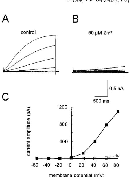 Fig. 6. Identical families of pulses were applied in the absence (A) orUNCORRECTED PROOFslowing of the turn-on of the Hpresence (B) of 50 �M ZnCl2 in a microglial cell