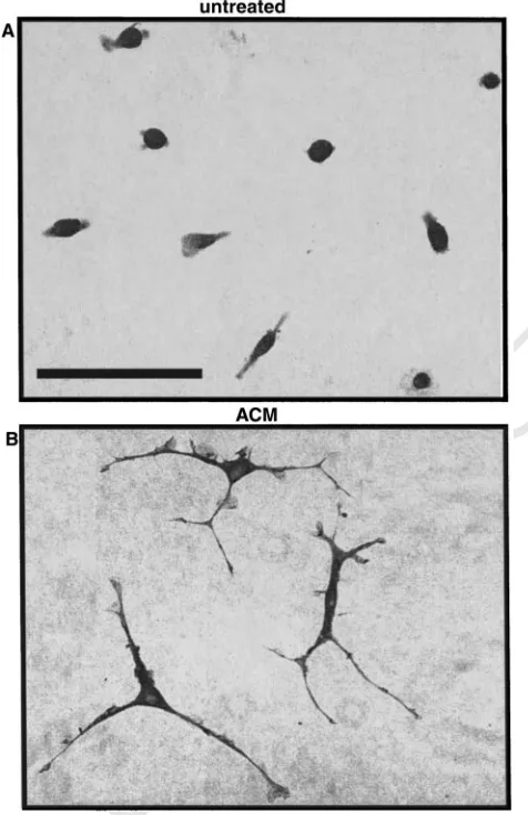 Fig. 7. The morphological changes during ACM-induced deactivationUNCORRECTED PROOFof microglia