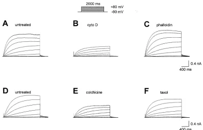 Fig. 8. Families of HUNCORRECTED PROOF(C), 1+ currents in microglial cells before (A, D) or after treatment for 1 day with 2 �M cytochalasin D (B), 20 �M phalloidin �M colchicine (E), or 0.5 �M taxol (F)