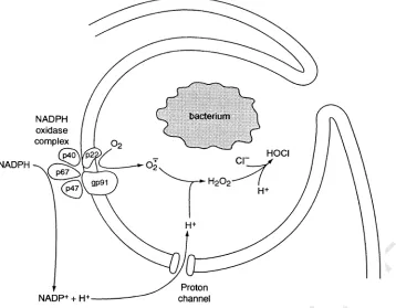 Fig. 10. Role of HUNCORRECTED PROOFquiescent enzyme NADPH oxidase assembles in the phagosome membrane from ﬁve major and several other components from the membrane andcytosol