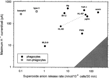 Fig. 11. Comparison of the density of voltage gated proton current and the ability of various phagocytic cells (UNCORRECTED PROOF�) and non-phagocytic cells (�)to produce superoxide anion in response to PMA (or LPS for THP-1 cells)