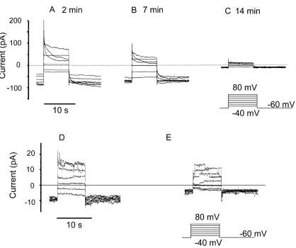 Figure 4.Lack of effect of PMA on membrane currents COSphox cells in permeabilized patch conﬁguration