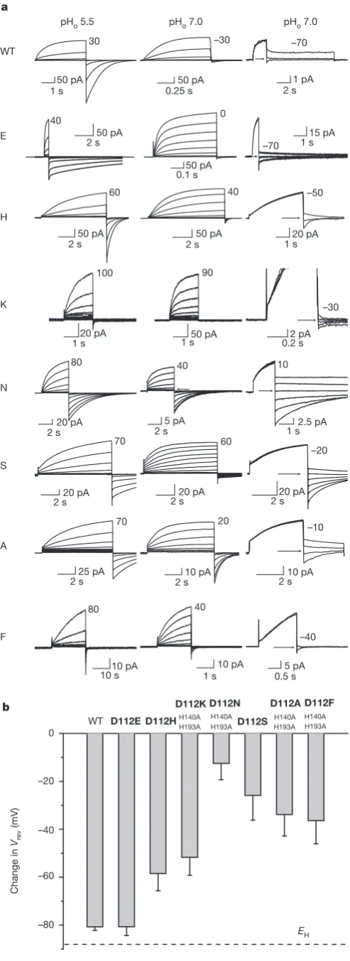 Figure 2 |thatdirection of tail current decay. For D112N,evident during pulse families