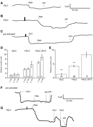 Fig. 1. Electron currents in human mono-cytes with and without glucose in the bathtron current recorded in a peripheral bloodmonocyte (PBM) activated by 60 nM PMAwithout glucose in the bath solution.tron current elicited in a solution containing5 mM glucos