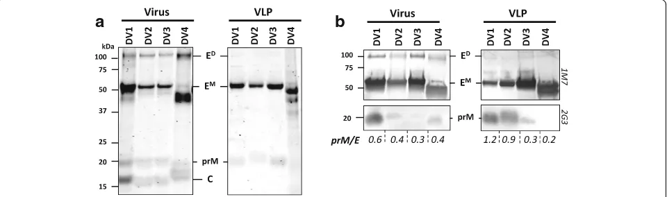 Fig. 1 Expression and characterization of DENV1WB using anti-E 1 M7 and anti prM 2G3 mAbs