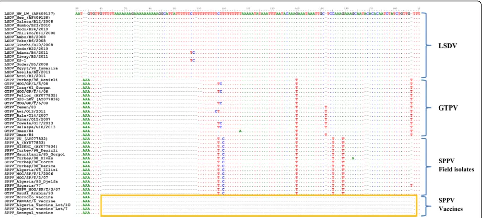 Fig. 2 Gel picture of PCR products for selected capripoxvirus samples. The SPPV vaccines appear to be shorter than SPPV field isolates, GTPV andLSDV due to the 84 bp sequence difference