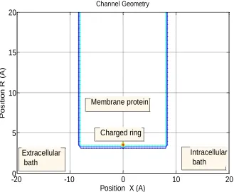 Figure 1. Reduced axis-symmetrical model of the calcium ion channel. The selectivity filter of a calcium ion channel is modelled as a water-filled cylindrical hole of radius   R=3Å and length L=16Å through the protein hub in a cellular membrane with a cent