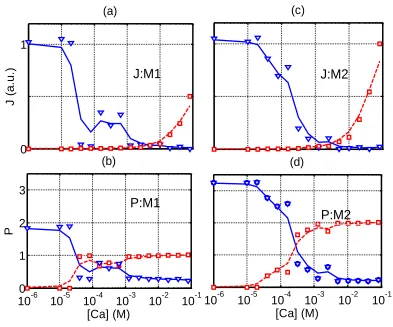 Figure 4. AMFE for a mixed salt bath. Sodium (blue, triangles) and calcium (red, squares) currents J and occupancies P vs Ca2+ concentration [Ca] in highly-selective M1 and M2 channels for [Na]=30mM