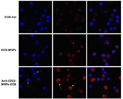 Figure 8 Morphological characterization of raji cells by laser confocal spectral imaging (200×, DAPI)