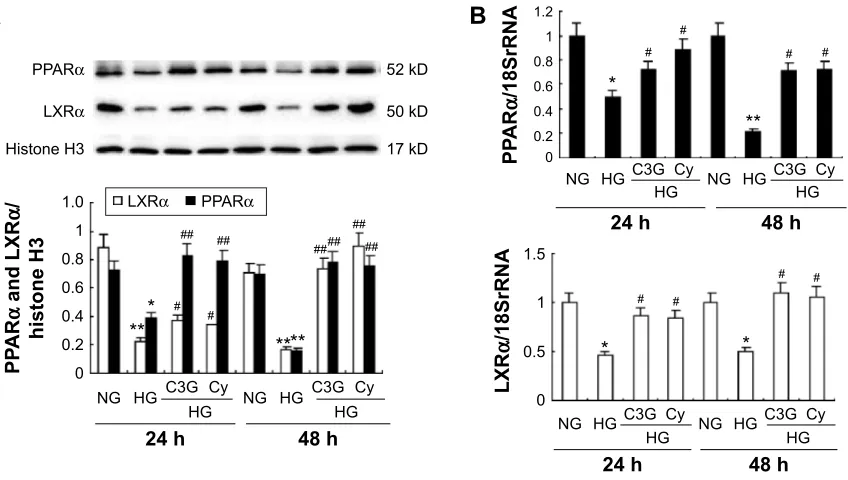 Figure 4 effects of anthocyanins on hg-induced PParα and lXrα expression in hK-2 cells.Notes: cells were preincubated with or without c3g and cy (50 µM) for 1 h and then treated with 30 mM hg for 24 or 48 h