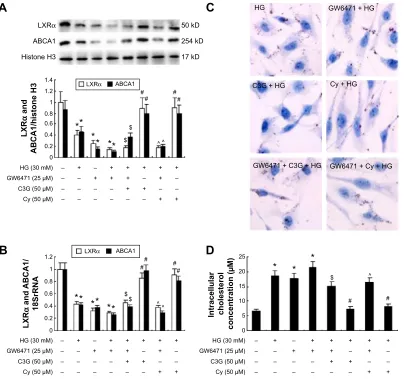 Figure 5 effects of gW6471 on anthocyanins-induced LXRα and ABCA1 gene expression and the cholesterol efflux in HK-2 cells.Notes: cells were preincubated with both gW6471 (25 µM) and c3g or cy for 1 h, followed by treatment with 30 mM hg for 48 h