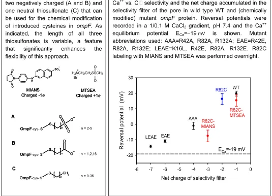 Fig. 7. Reversal Potential and Net Charge in Channels. Ca++ vs. Cl� selectivity and the net charge accumulated in the selectivity filter of the pore in wild type WT and (chemically modified) mutant ompF protein