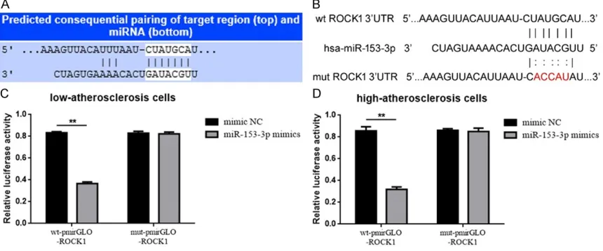 Figure 2. Up-regulation of miR-153-3p inhibited atherosclerosis cells migration and inhibited ROCK1 expression