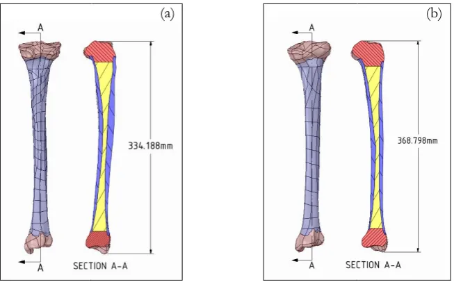 Fig. 4. 3D tibia models consisting of diaphysis, medullary cavity and two epiphyses: (a) female; (b) male