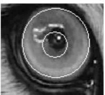 Fig 3: Segmented and normalized image of the tiger eye 