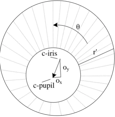 Fig 7: Correlate region of the Iris extracted from the segmented part of Iris. 