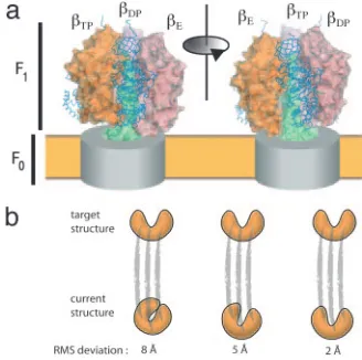 Fig. 4. ATPase and targeted molecular dynam-��by blue backbone traces, and the molecular sur-faces of the threeshown in green