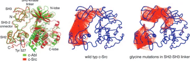 Fig. 5.Structure and dynamics of the Src and Abl kinases. (Left) The structures of c-Abl (green) and c-Src(red) are shown superimposed on their SH2 and SH3 domains (69, 70, 75)