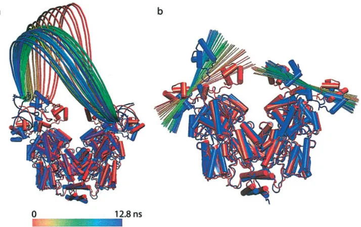 Figure 12. Snapshots taken over the course of the LacI–DNA complex multiscale simulation: (a) Theevolution of the structure of the DNA loop; (b) The structure of LacI remains unchanged, with theexception of the rotation of the head groups, which allows the DNA loop to adopt a more relaxedconﬁguration.