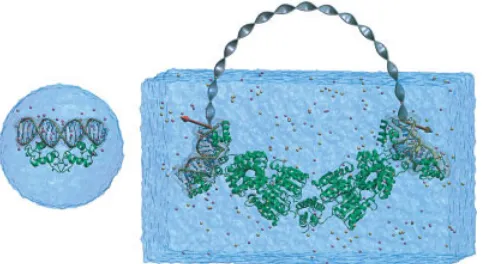 Figure 1. Growth in practical simulation size illustrated by compar-ison of estrogen receptor DNA-binding domain simulation of ref