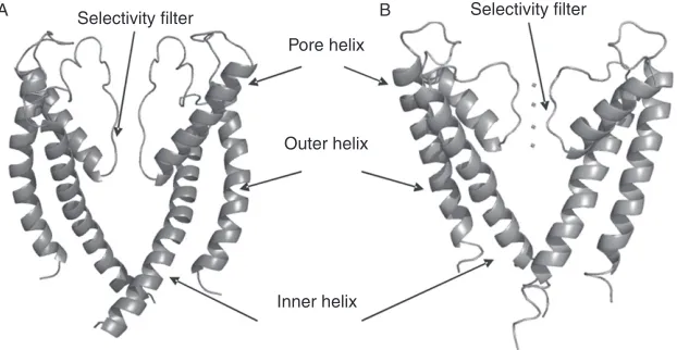 FIGURE 2(A) RyR pore (analogy model frompotassium ions shown in the four binding sites of the selectivity ﬁlter (1BL8.pdb,1998 Welch et al., 2004) and (B) KcsA with four Doyle et al.,)