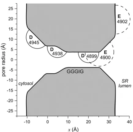 FIGURE 1The geometry of the model RyR pore. In the experiments andthe amino acids of one of the four identical RyR subunits is shown