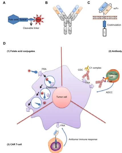 Figure 1 Schematic diagram of three therapeutic strategies in FRA-expressing NSCLC cells.Notes: (A) A modular diagram of a folate–drug conjugate composed of folic acid, spacer, cleavable linker, and an active agent