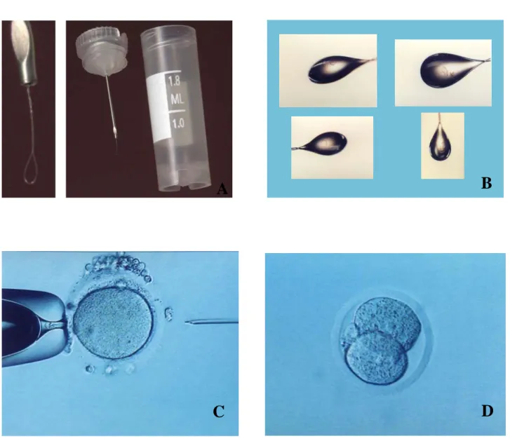 Figure I. Cryoloop and cryovial used for vitrification of oocytes(A) The loaded cryoloop(B) Injection of  sperm  in freez-thawed  oocyte(C) 2 cell embryo 24 hours after sperm injection (D)