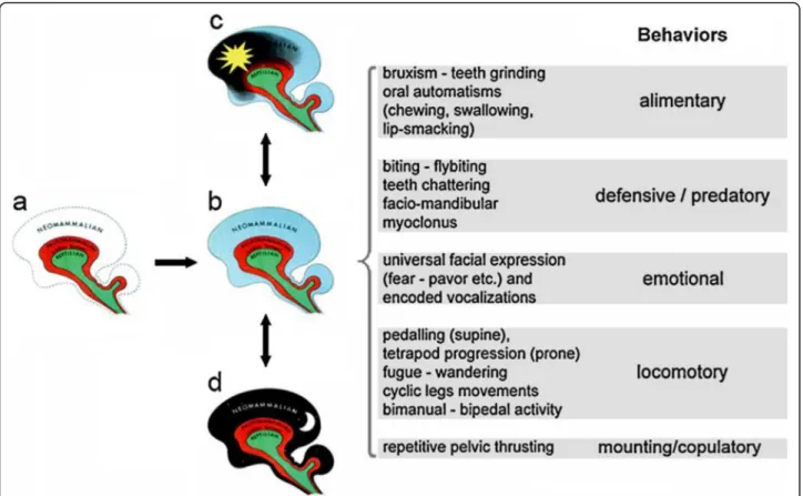 Fig. 1 The Triune Brain (MacLean, 1990). The immature paleomammalian neonatal brain (a) is unable to efficiently control motor output, due to incomplete myelination