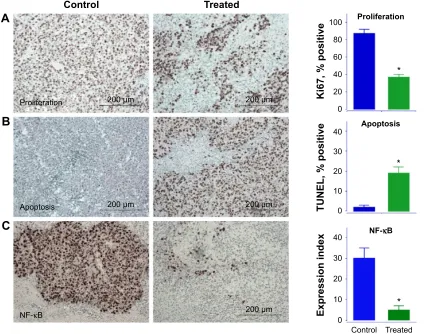 Figure 6 HS-NAP inhibits proliferation (A), induces apoptosis (B), and decreases NF-κB (C) p65 in vivo