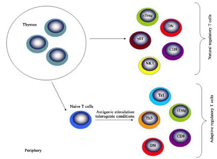 Figure 2. Natural and adaptive regulatory T cells. Natural regulatory T cells produced by the thymus and adaptive regulatory T cells that are induced in the periphery upon antigenic stimulation of naive T cells under tolerogenic conditions